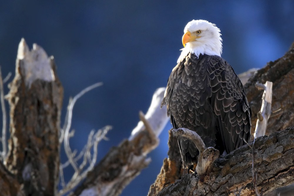 American Bald Eagles: A Symbol of Ecological and Cultural Resurgence