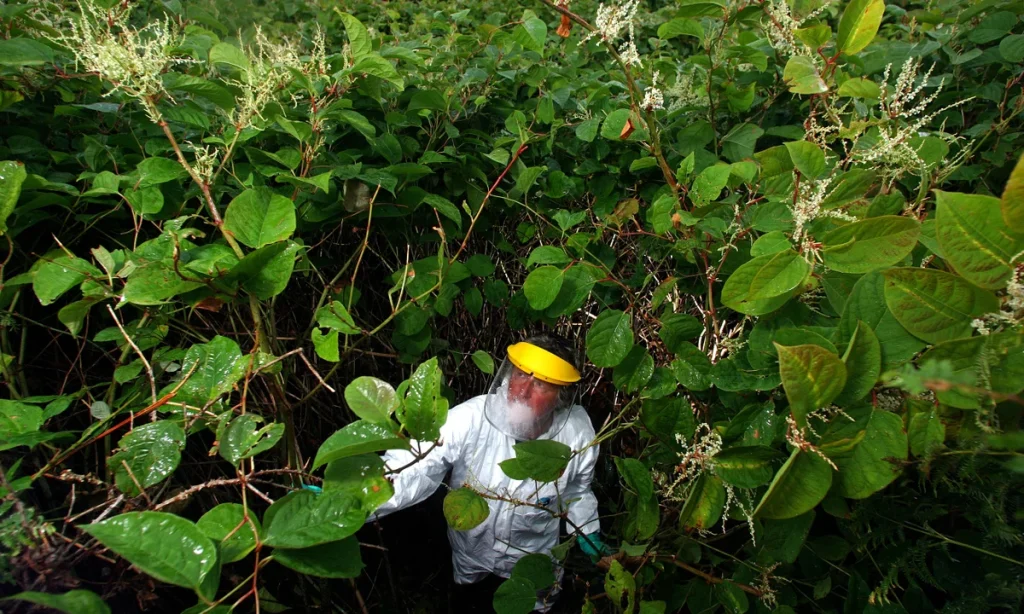 Japanese Knotweed: The Invasive Plant Threatening Homeowners' Yards