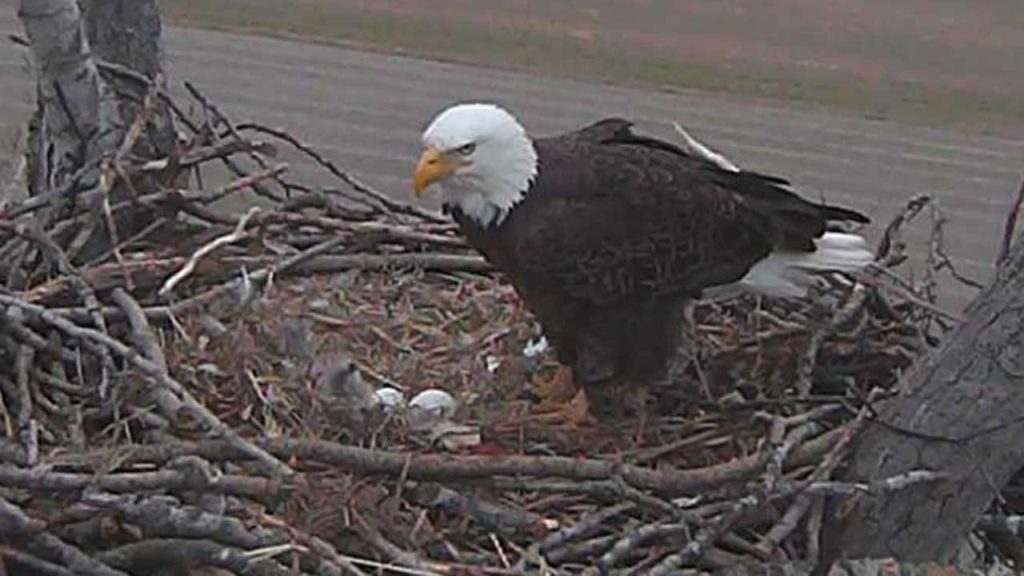 Louisiana Bald Eagle Hatch Captured on Nest Cam