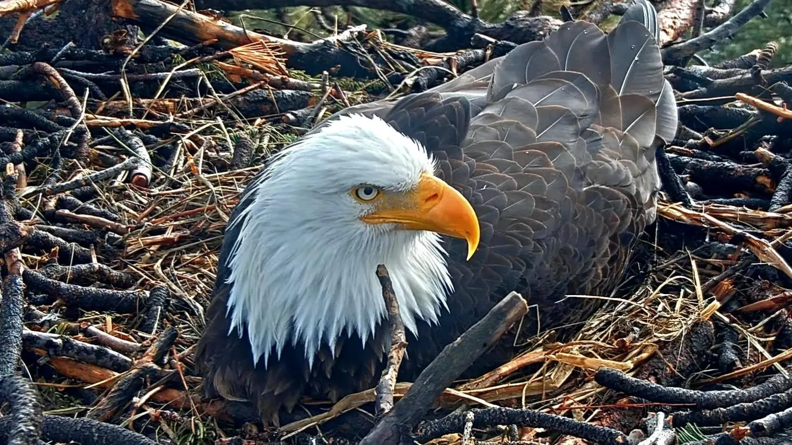 Louisiana Bald Eagle Hatch Captured on Nest Cam