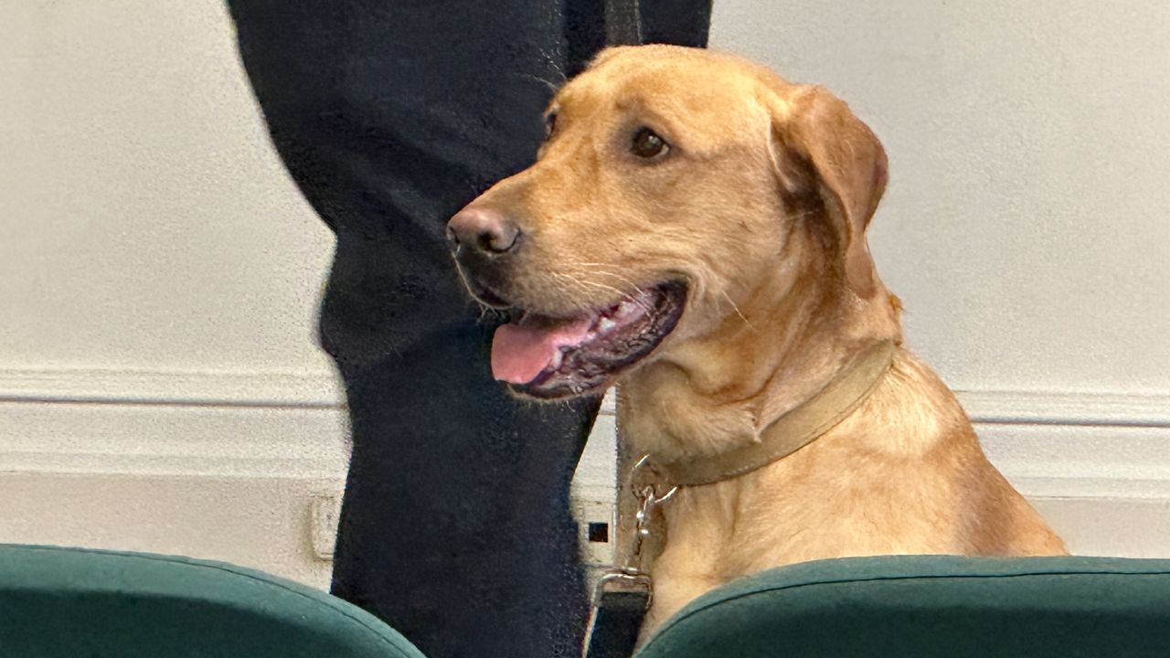 Meet Teddy: Maine Capitol’s First Bomb-Sniffing Dog