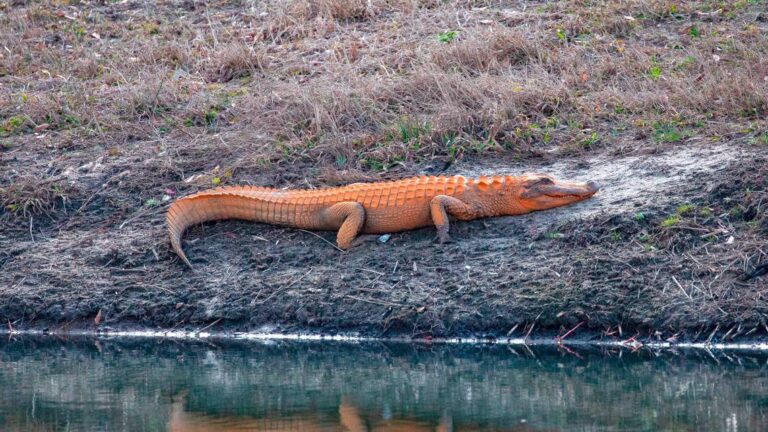 Mysterious Orange Alligator Spotted in South Carolina