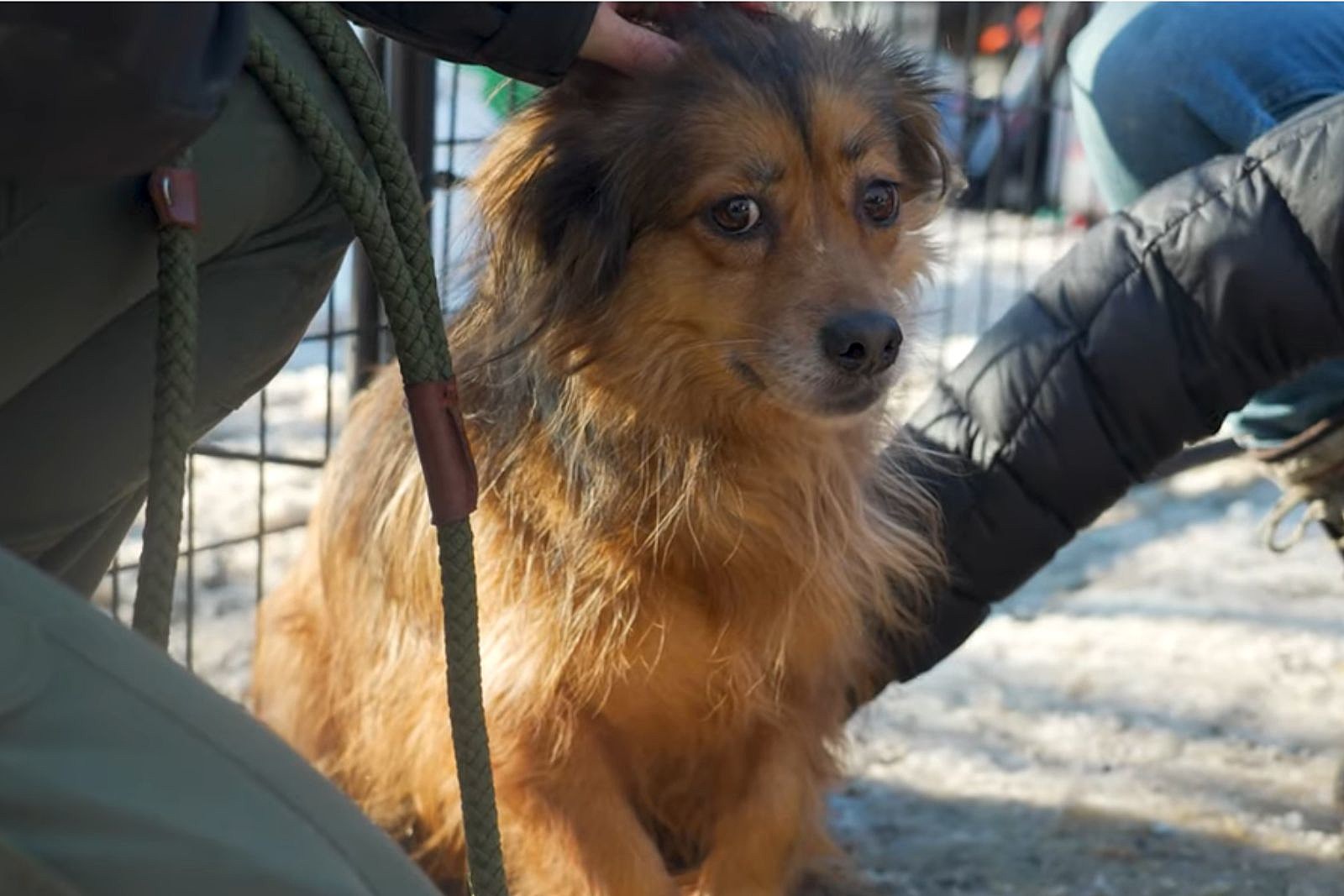 NJ Man Faces Jail and Lifetime Pet Ban After Hoarding Horror Story