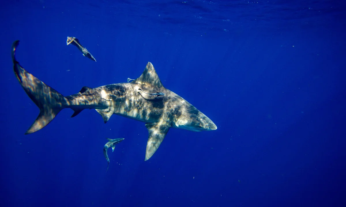 Shark Attack in Florida Keys Leaves Tourist Injured; Experts Warn of More Sightings