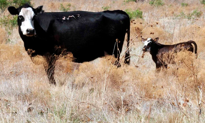 Stolen Texas Angus Cattle Recovered, but Many Found Dead