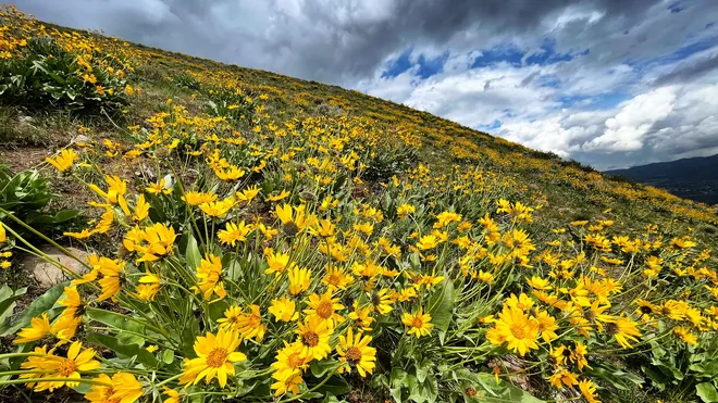 Tennessee Spring Weather Predictions by The Old Farmer’s Almanac