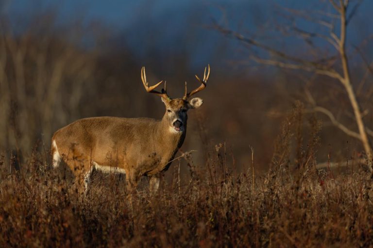 Texas Cracks Down on Illegal Deer Smuggling: Major Bust Revealed