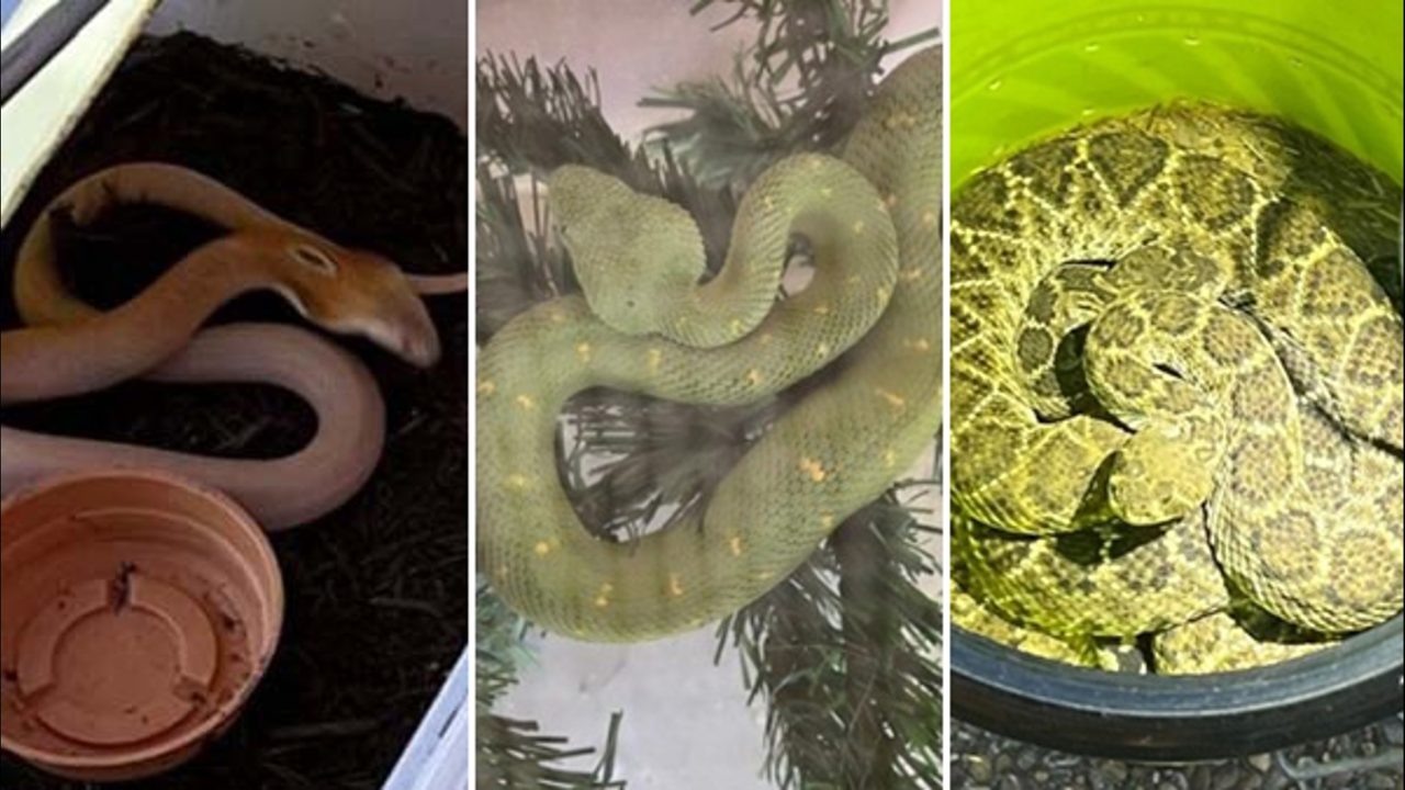 Shocking Texas Arrest: Man Found with Venomous Snakes and Meth Near School!