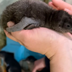 Adventure Aquarium Welcomes Penguin Chick Named 'Saquon' Born on Super Bowl Sunday