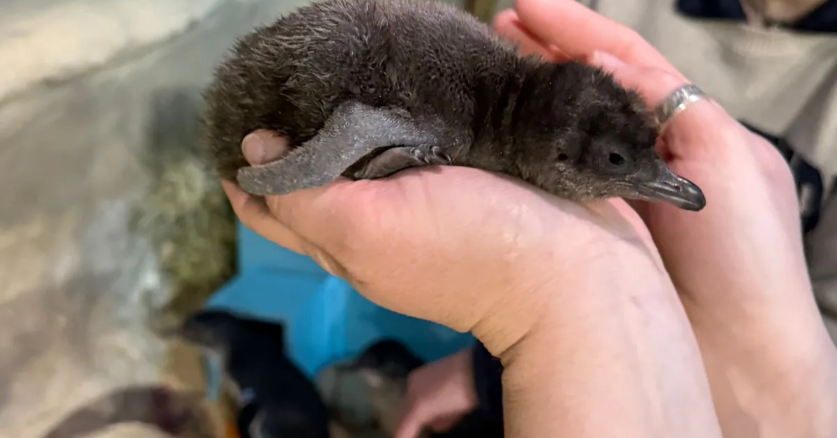 Adventure Aquarium Welcomes Penguin Chick Named ‘Saquon’ Born on Super Bowl Sunday