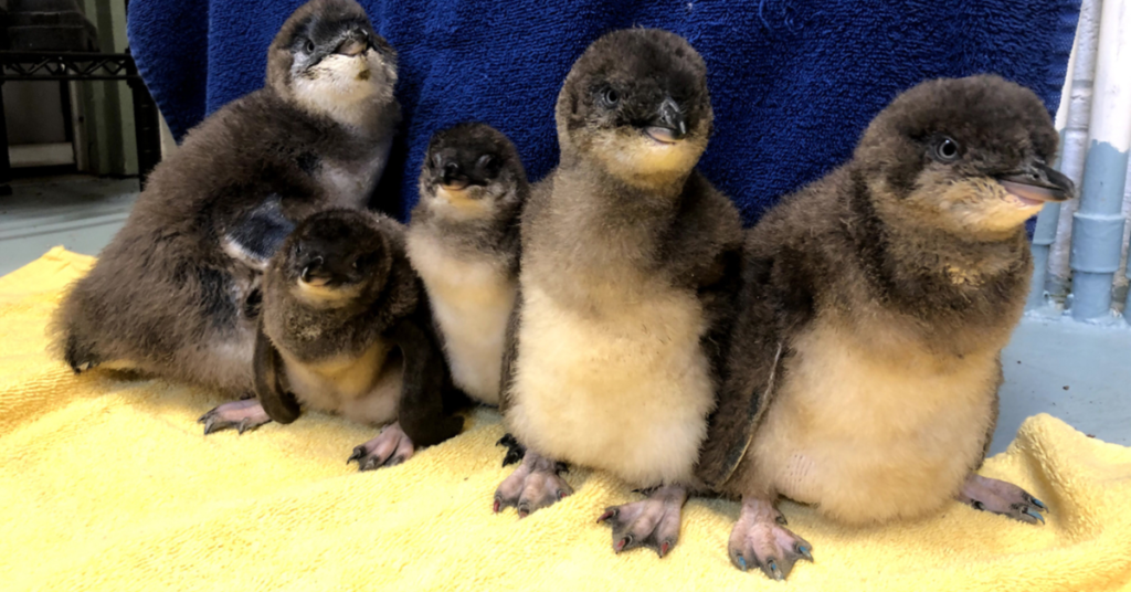 Adventure Aquarium Welcomes Penguin Chick Named 'Saquon' Born on Super Bowl Sunday