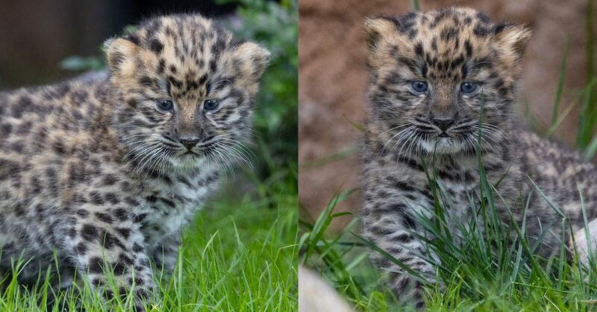 Kansas City Zoo Welcomes Birth of Endangered Amur Leopard Cubs