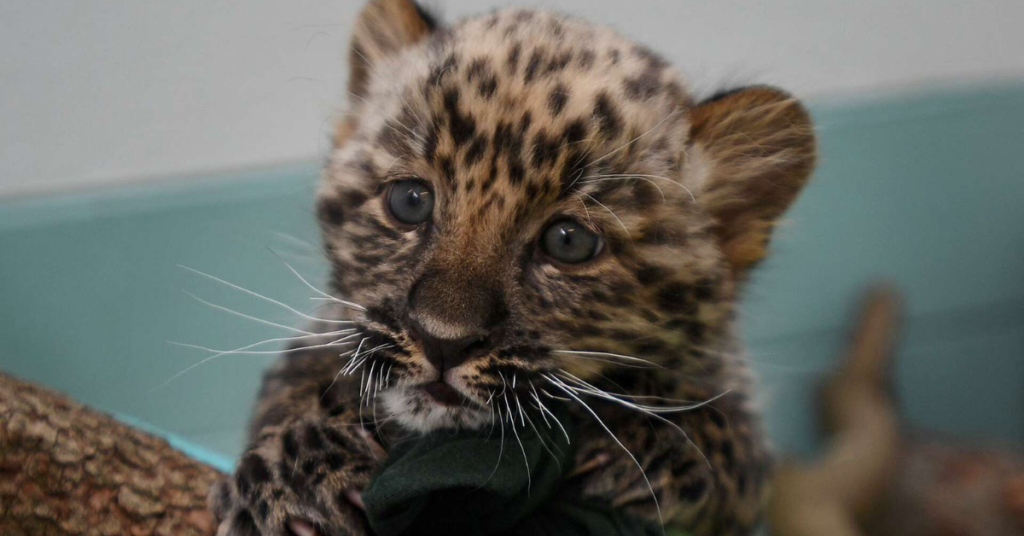 Kansas City Zoo Welcomes Birth of Endangered Amur Leopard Cubs