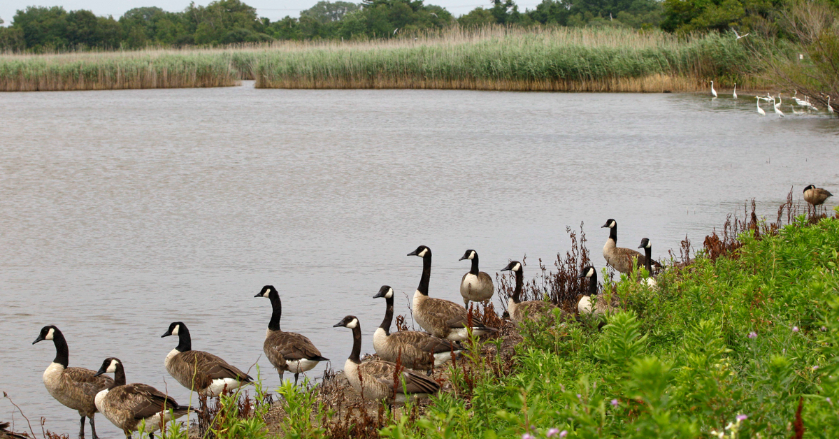 Bird Flu Concern in New Jersey: Health Authorities React to Positive Geese Cases!