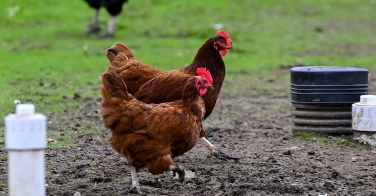 U.S. Department of Agriculture Reaffirms Poultry Culling Policy Amid Growing Bird Flu Concerns