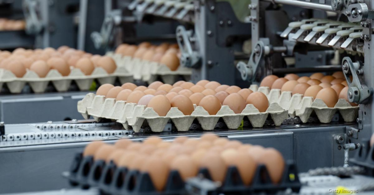 Alabama Egg Prices Skyrocket: What’s Causing the Surge?