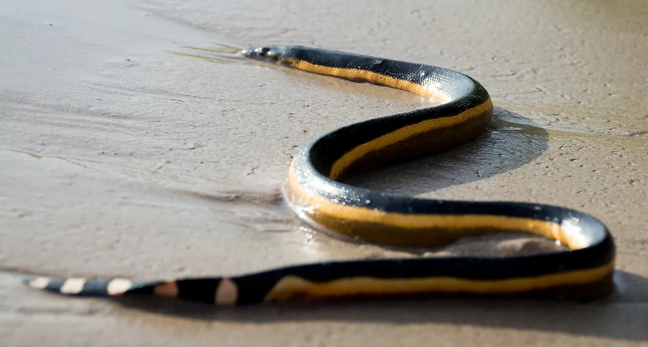 The Most Dangerous Snake-Infested Lakes in West Virginia – Avoid Them!