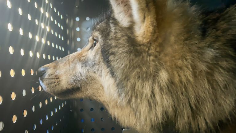 Colorado Parks and Wildlife Commission to Decide on $343K in Wolf Damage Compensation!