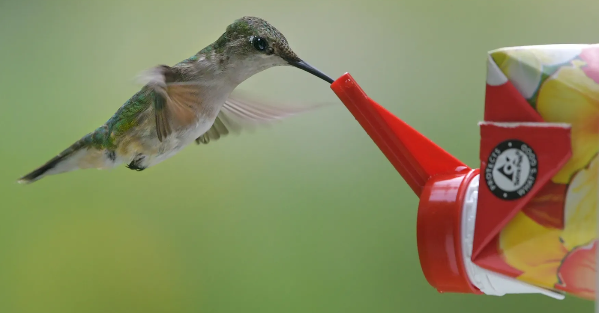 Hummingbirds Set to Return to Massachusetts This Spring: How to Track Their Migration?