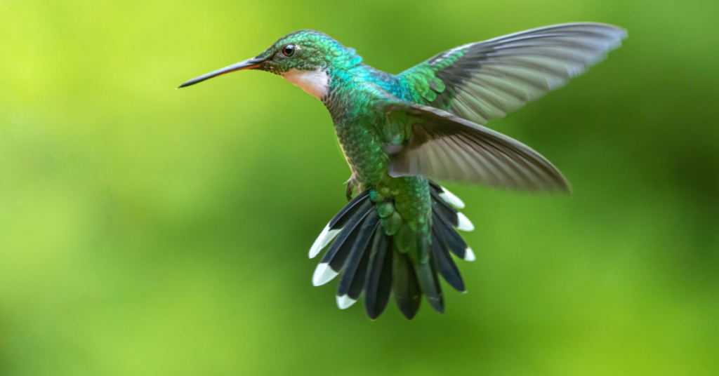 Hummingbirds Set to Return to Massachusetts This Spring: How to Track Their Migration?