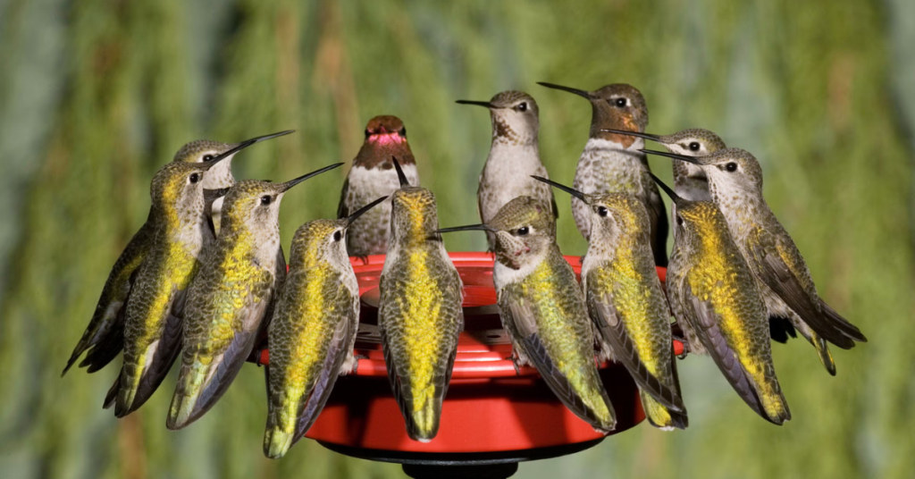 Hummingbirds Set to Return to Massachusetts This Spring: How to Track Their Migration?