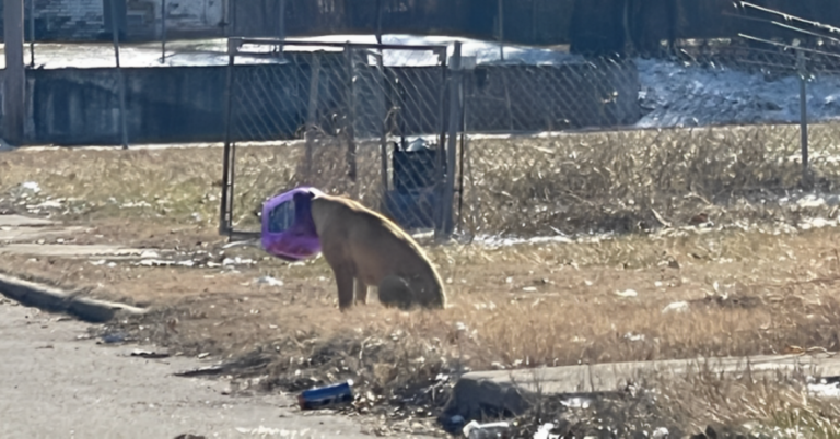 Strange Rescue: Illinois Pup Found Roaming Streets with Cheeseball Bucket on Its Head