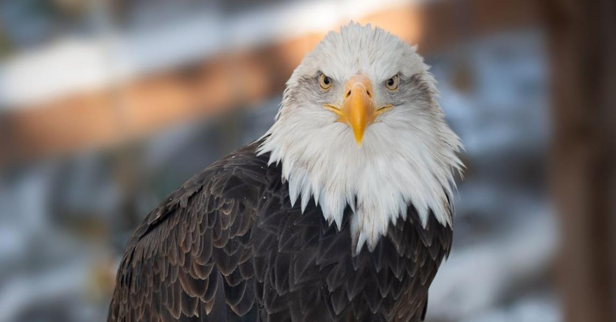 The Ultimate Guide to Bald Eagle Watching in Colorado’s Top Wildlife Location