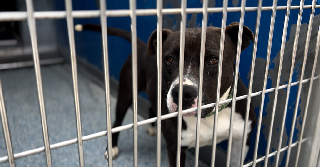 Arkansas Considers Stricter Laws for Abandoning Pets—Could Jail Time Be Next?