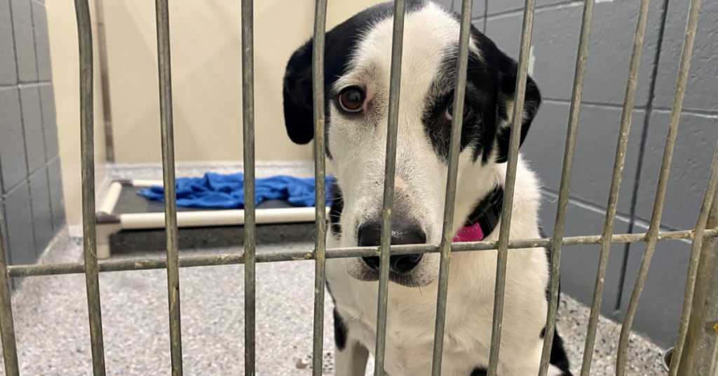 Pet Abandonment in Alabama: The New Bill That Could Land You in Jail for a Year