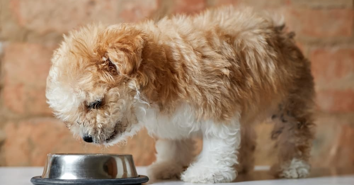 Understanding Florida’s New Pet Feeder Law: A Must-Read for Pet Owners!