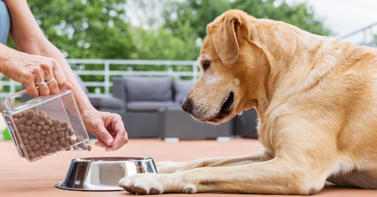 Understanding Mississippi's New Pet Feeder Law: A Must-Read for Pet Owners