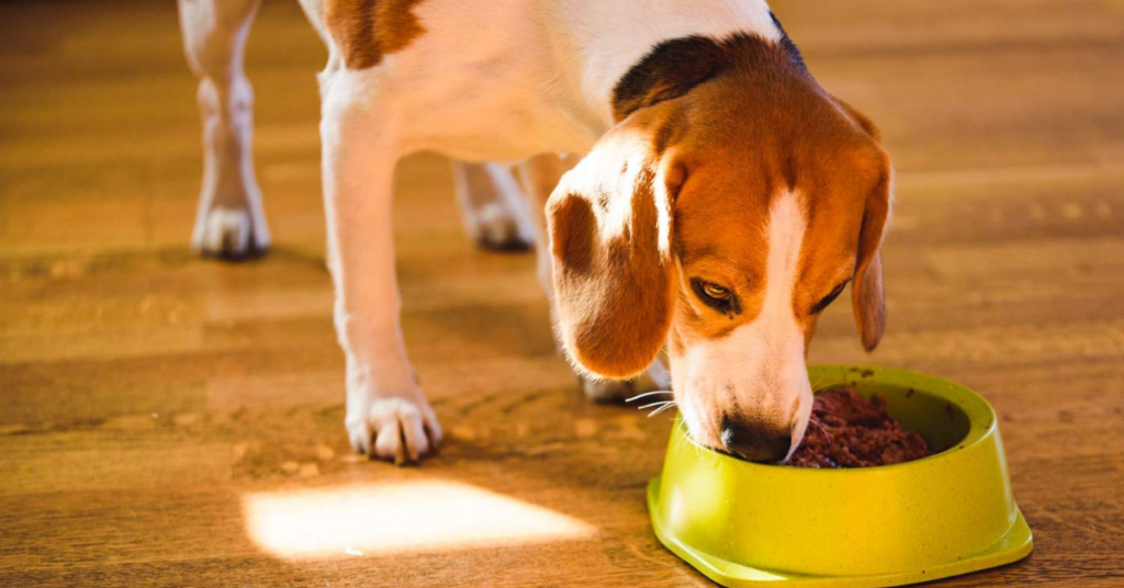 Understanding Mississippi's New Pet Feeder Law: A Must-Read for Pet Owners