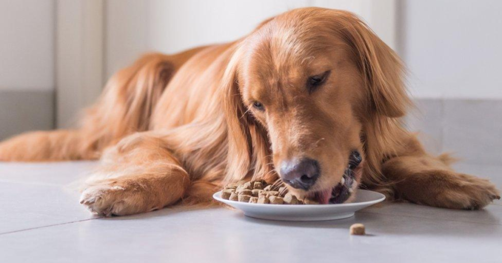 Understanding Idaho's New Pet Feeder Law: A Must-Read for Pet Owners