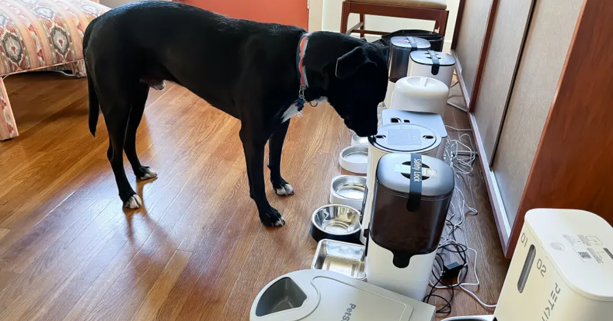 Vermont’s Pet Feeder Law: What You Need to Know About Feeding Pets in Public?