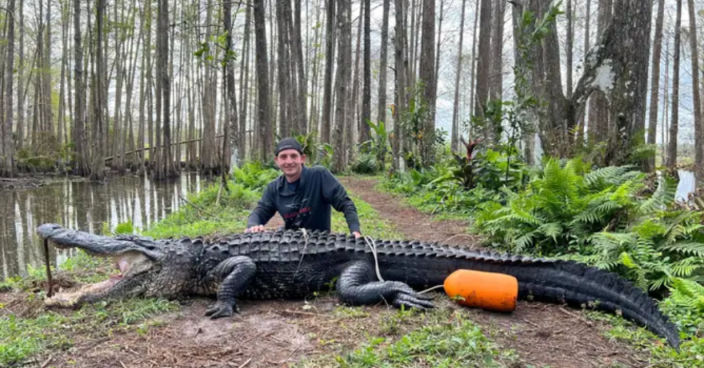 Monster Gators: The 5 Largest Alligators Found in Florida Waters