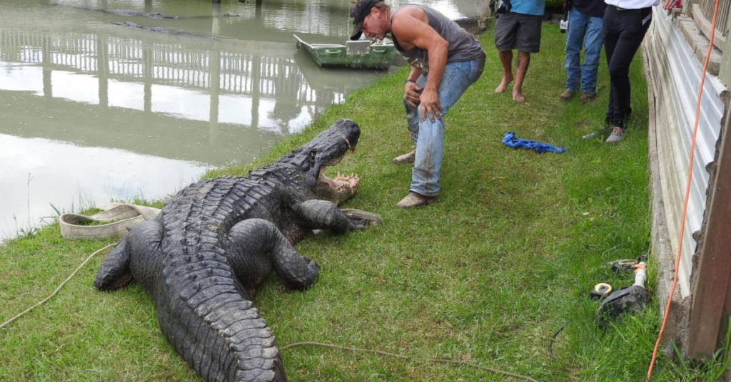 Monster Gators: The 5 Largest Alligators Found in Texas Waters