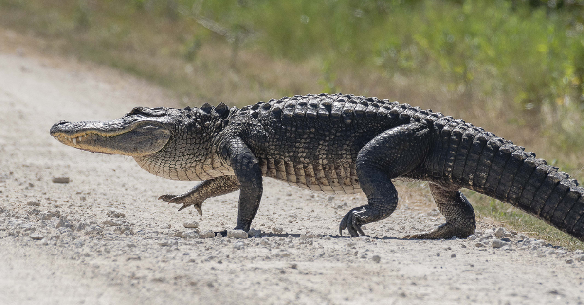 Monster Gators: The 5 Largest Alligators Found in Texas Waters