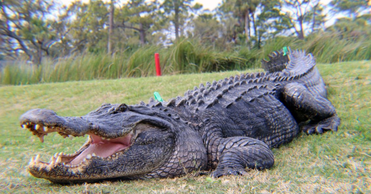 Monster Gators: The 5 Largest Alligators Found in Ohio Waters