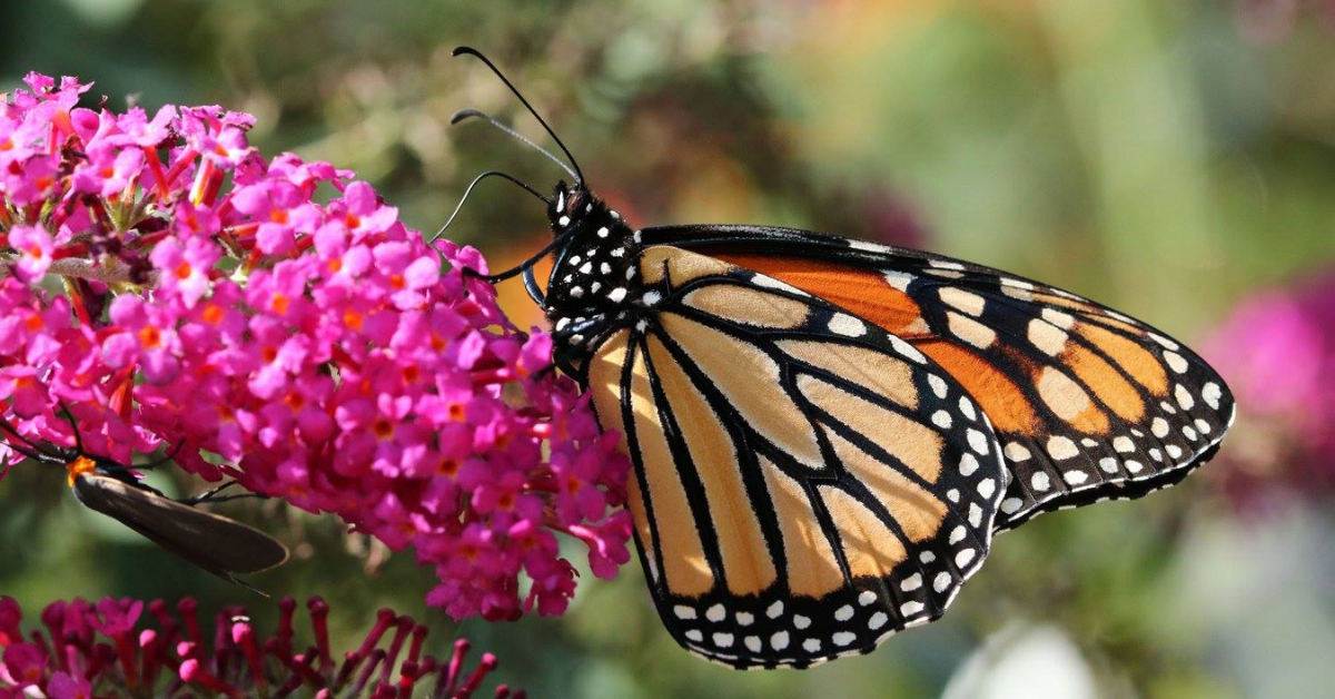 Why Monarch Butterflies Are Flocking to Illinois Like Never Before?