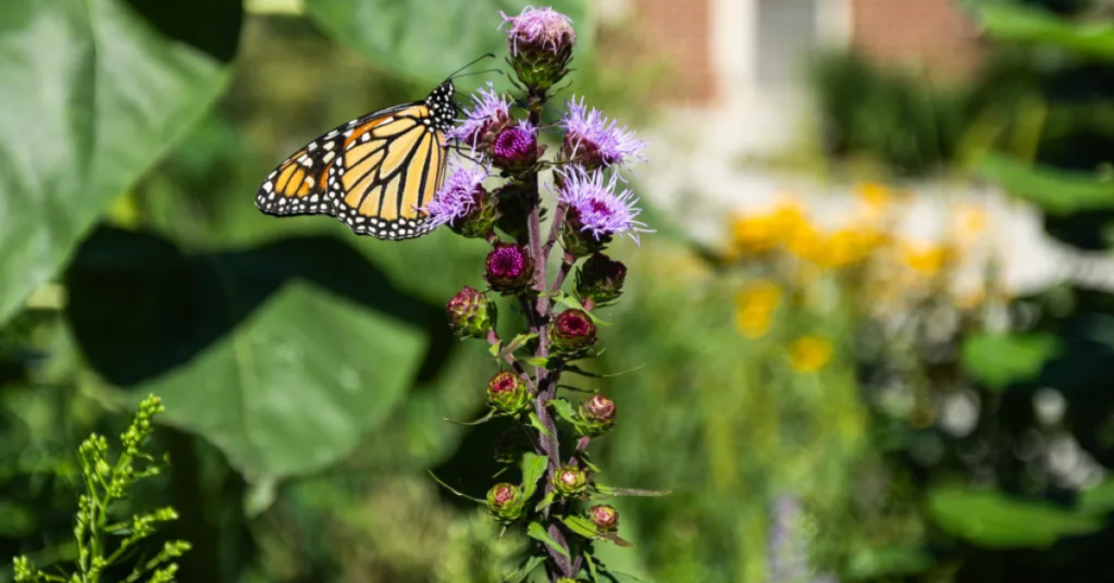 Why Monarch Butterflies Are Flocking to Illinois Like Never Before?