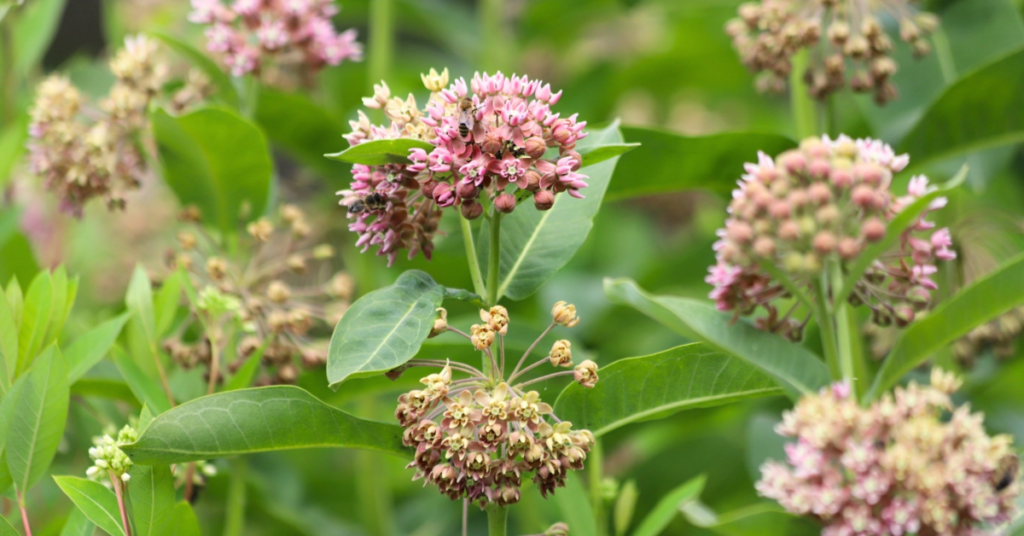 Why Monarch Butterflies Are Flocking to Illinois Like Never Before?