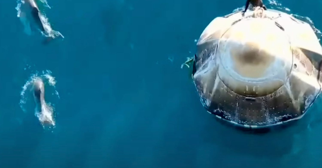 Mother Nature’s Welcome! Dolphins Surprise NASA Astronauts After Ocean Landing