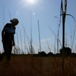 Trump’s Economic Blow to Rural America: Farmers Beg for New Government Bailout