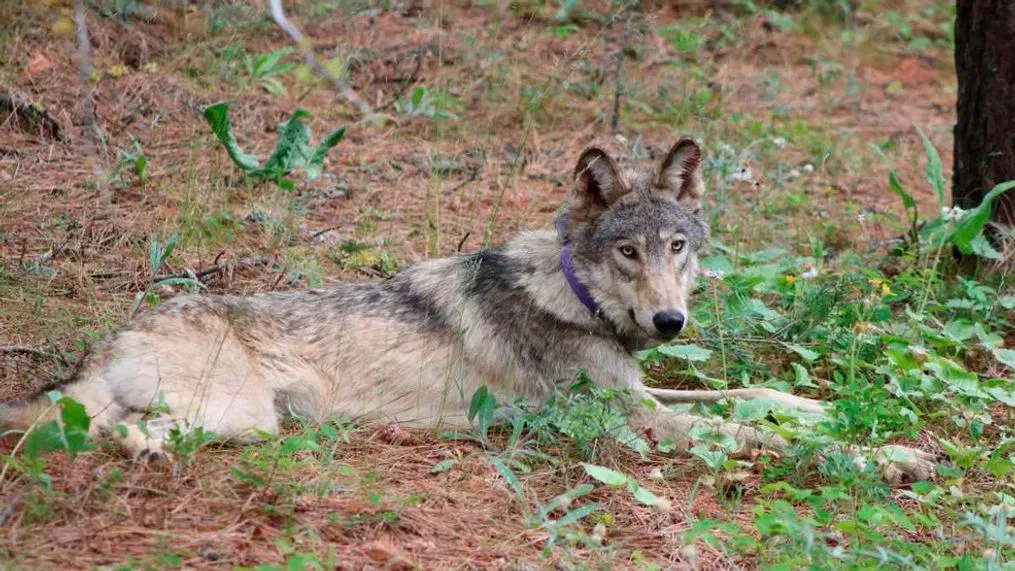 California Declares State of Emergency as Wolf Attacks Threaten Livestock and Communities