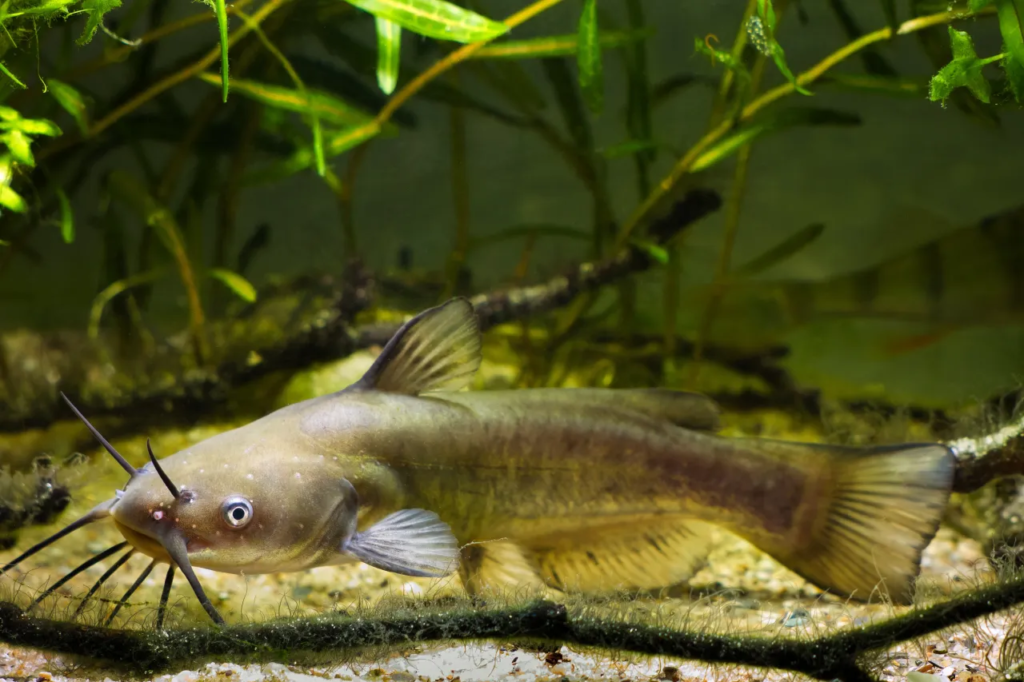 DNR’s Channel Catfish Stocking in Local Lakes Sparks Excitement Among Anglers