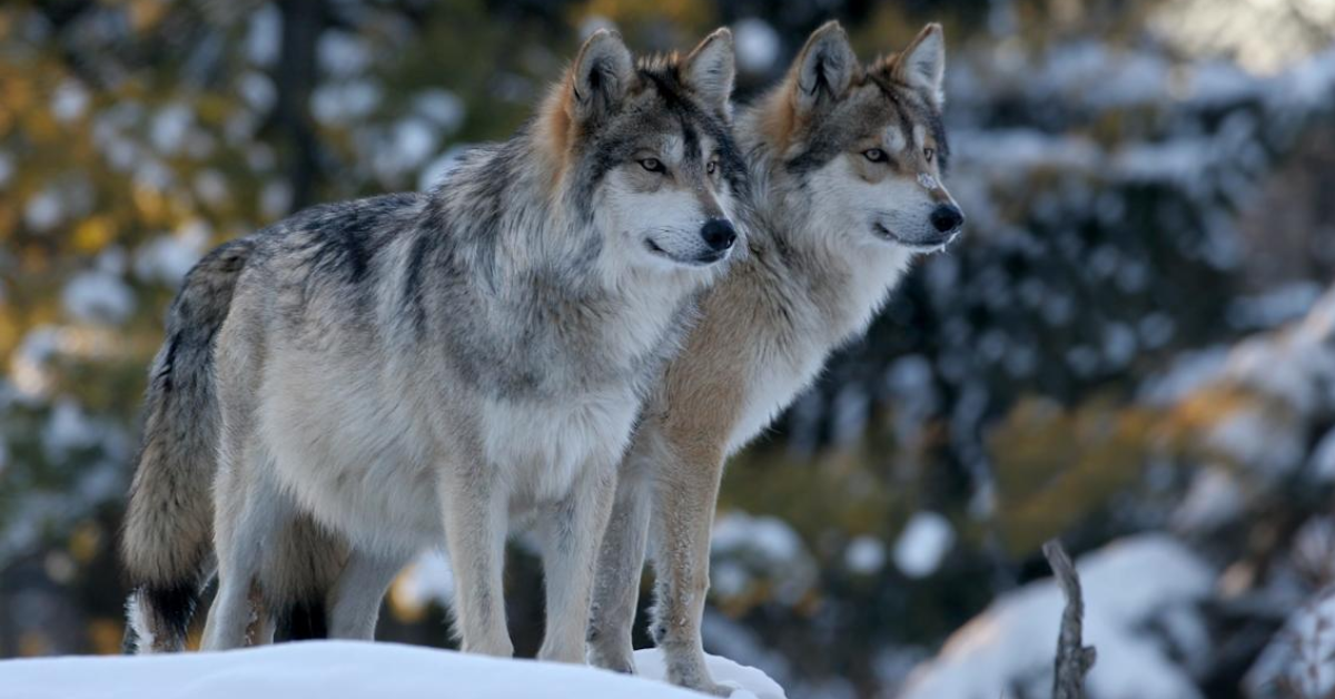 California Declares State of Emergency as Wolf Attacks Threaten Livestock and Communities