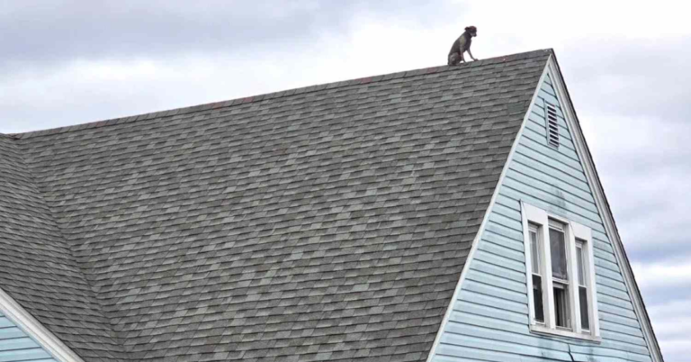 Connecticut Residents Shocked to Spot Dog Stuck on 2-Story Roof Through a Window