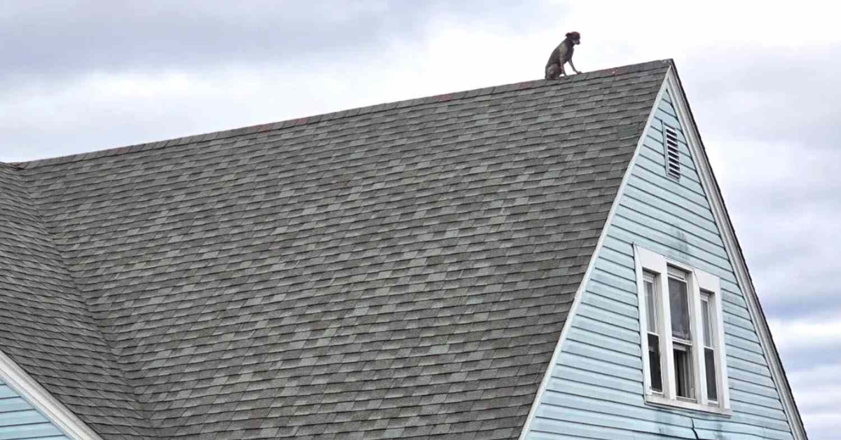 Connecticut Residents Shocked to Spot Dog Stuck on 2-Story Roof Through a Window