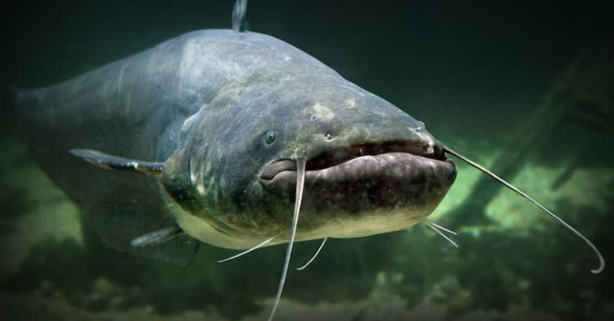 DNR’s Channel Catfish Stocking in Local Lakes Sparks Excitement Among Anglers!