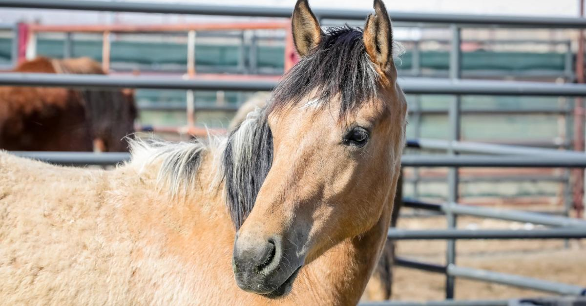 BLM’s Big Horse Adoption Event: 32 Wild Wyoming Horses Find New Homes in Nebraska!